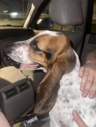 Found/Stray Female Dog last seen Walgreens 49th St and 9th Ave, St. Petersburg, FL 33710