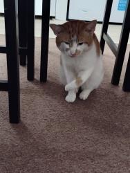 Lost Male Cat last seen Near the firs 49 station road, Greater London, England UB8 3AB