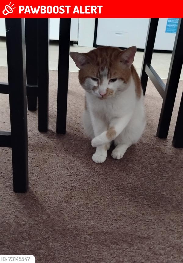 Lost Male Cat last seen Near the firs 49 station road, Greater London, England UB8 3AB