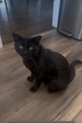 Lost Male Cat last seen Montecito st, Gutierrez, nopal, milpas, Santa Barbara, CA 93103