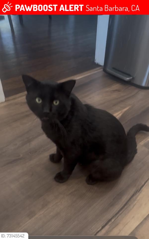Lost Male Cat last seen Montecito st, Gutierrez, nopal, milpas, Santa Barbara, CA 93103