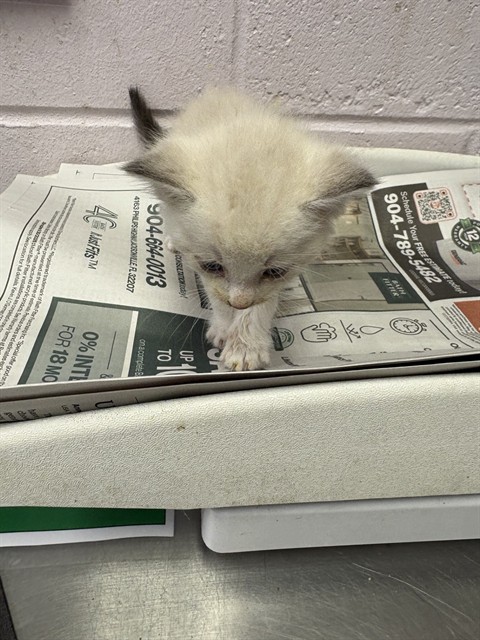 Shelter Stray Female Cat last seen WHEAT RD, 2020 Forest St, Jacksonville, FL 32204, USA