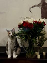 Lost Female Cat last seen Alaflora dr / Montereina Dr, Rancho Palos Verdes, CA 90275