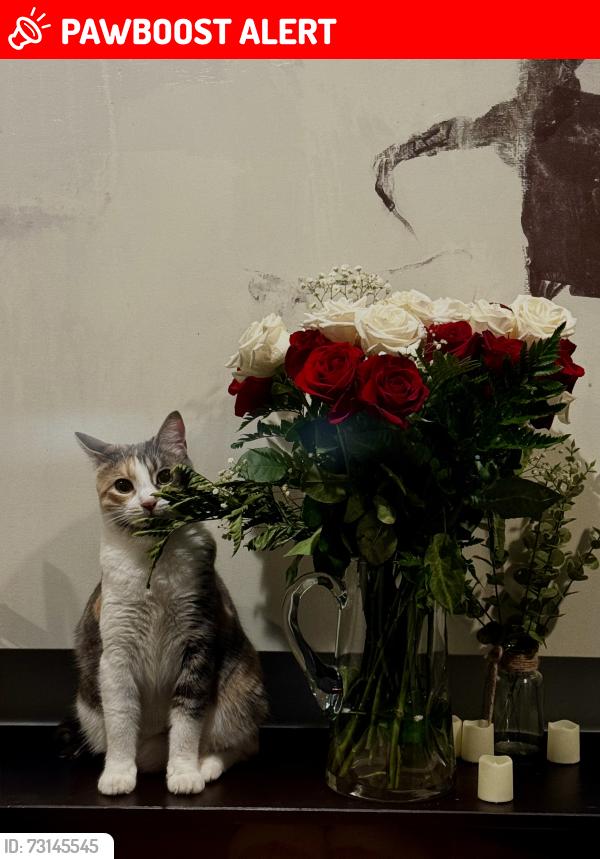 Lost Female Cat last seen Alaflora dr / Montereina Dr, Rancho Palos Verdes, CA 90275
