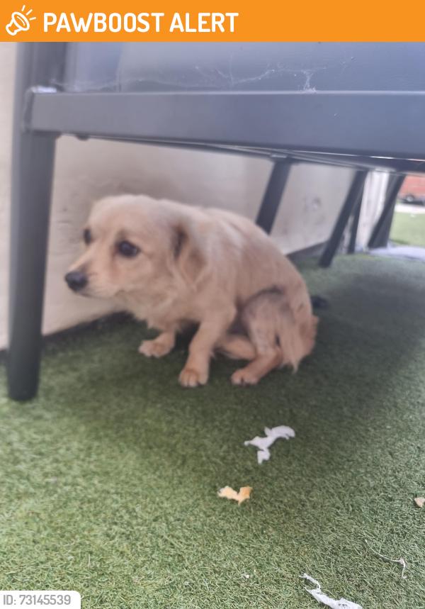 Found/Stray Unknown Dog last seen Fletcher Rd, Lancashire, England PR1 5HJ