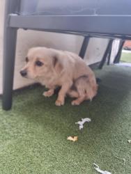 Found/Stray Unknown Dog last seen Fletcher Rd, Lancashire, England PR1 5HJ