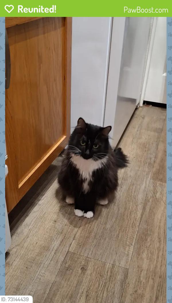 Reunited Female Cat last seen NE Market Drive & NE Chinook Way, Fairview, OR 97024