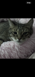 Reunited Male Cat last seen Near N Hamilton Street # 44 Chandler,AZ 85225, Chandler, AZ 85225