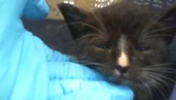 Shelter Stray Male Cat last seen CHARLOTTE, 8315 Byrum Dr, Charlotte, NC 28217, USA