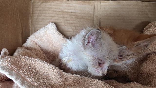 Shelter Stray Female Cat last seen CHARLOTTE, 8315 Byrum Dr, Charlotte, NC 28217, USA