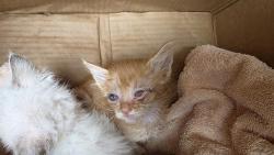 Shelter Stray Male Cat last seen CHARLOTTE, 8315 Byrum Dr, Charlotte, NC 28217, USA