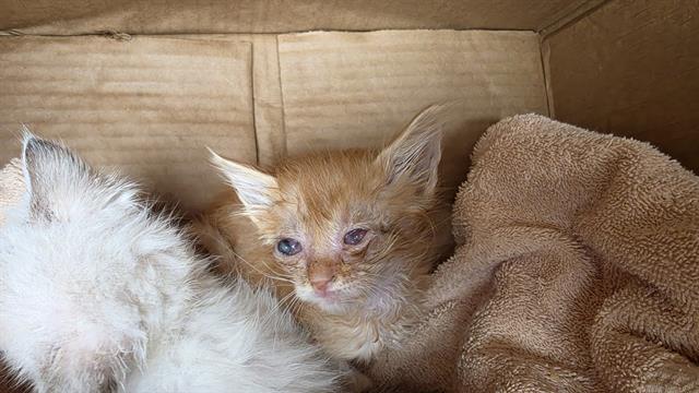 Shelter Stray Male Cat last seen CHARLOTTE, 8315 Byrum Dr, Charlotte, NC 28217, USA