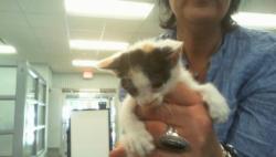 Shelter Stray Female Cat last seen CHARLOTTE, 8315 Byrum Dr, Charlotte, NC 28217, USA