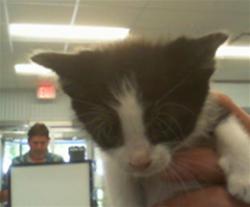 Shelter Stray Male Cat last seen CHARLOTTE, 8315 Byrum Dr, Charlotte, NC 28217, USA