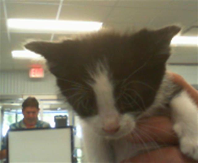 Shelter Stray Male Cat last seen CHARLOTTE, 8315 Byrum Dr, Charlotte, NC 28217, USA