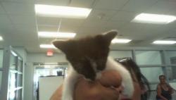 Shelter Stray Female Cat last seen CHARLOTTE, 8315 Byrum Dr, Charlotte, NC 28217, USA