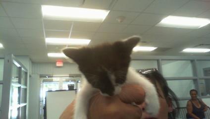 Shelter Stray Female Cat last seen CHARLOTTE, 8315 Byrum Dr, Charlotte, NC 28217, USA