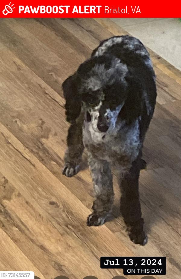 Lost Female Dog last seen King mill pike and whitten way Bristol va, Bristol, VA 24201