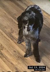 Lost Female Dog last seen King mill pike and whitten way Bristol va, Bristol, VA 24201