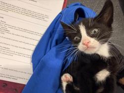 Shelter Stray Male Cat last seen CHARLOTTE, 8315 Byrum Dr, Charlotte, NC 28217, USA