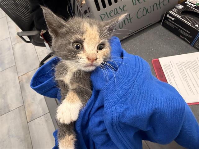 Shelter Stray Female Cat last seen CHARLOTTE, 8315 Byrum Dr, Charlotte, NC 28217, USA