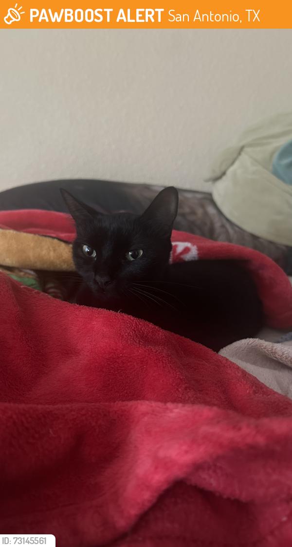 Found/Stray Female Cat last seen Silver oaks apmts, San Antonio, TX 78251