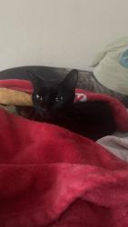 Found/Stray Female Cat last seen Silver oaks apmts, San Antonio, TX 78251