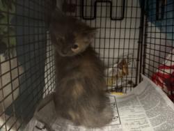 Shelter Stray Female Cat last seen , 14409 Vanowen St, Van Nuys, CA 91405, USA