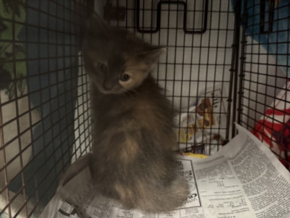 Shelter Stray Female Cat last seen , 14409 Vanowen St, Van Nuys, CA 91405, USA