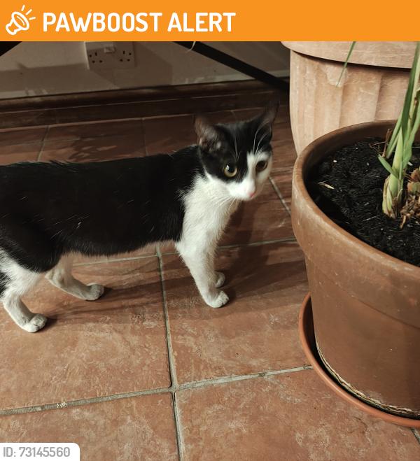 Found/Stray Female Cat last seen On corner of Park Avenue and Valentines Road IG1, Greater London, England 