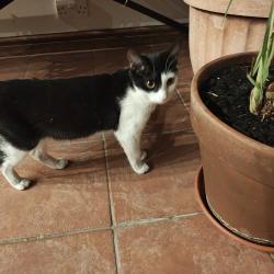 Found/Stray Female Cat last seen On corner of Park Avenue and Valentines Road IG1, Greater London, England 