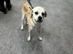 Shelter Stray Male Dog last seen , 3201 Lacy St, Los Angeles, CA 90031, USA