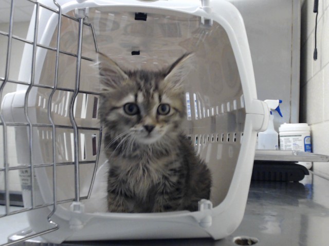 Shelter Stray Male Cat last seen Near BLOCK CEDAR CREEK RD, FAYETTEVILLE NC 28312, 4704 Corporation Dr, Fayetteville, NC 28306, USA