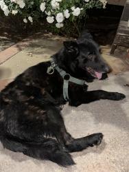 Found/Stray Male Dog last seen Monroe and California Street, Riverside, CA 92504