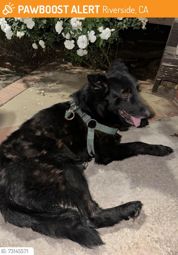 Found/Stray Male Dog last seen Monroe and California Street, Riverside, CA 92504