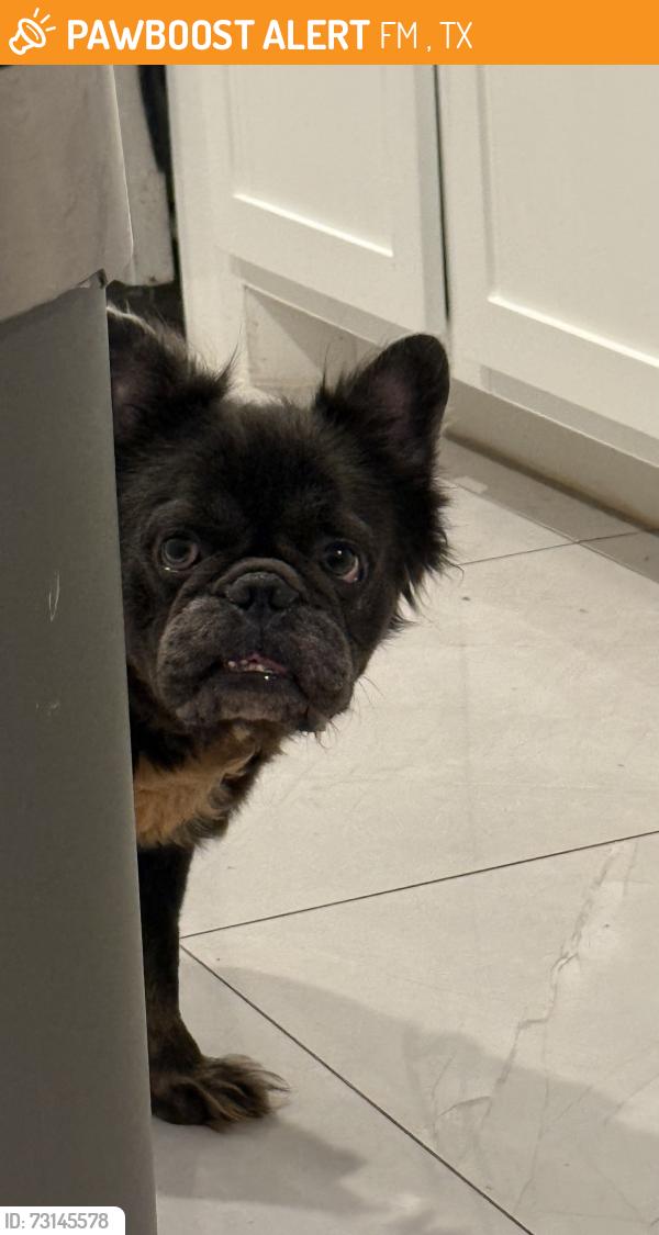 Found/Stray Male Dog last seen Highland cross and e gatewick, FM 1960, TX 77338
