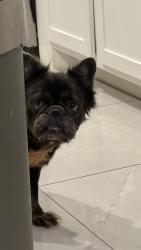 Found/Stray Male Dog last seen Highland cross and e gatewick, FM 1960, TX 77338