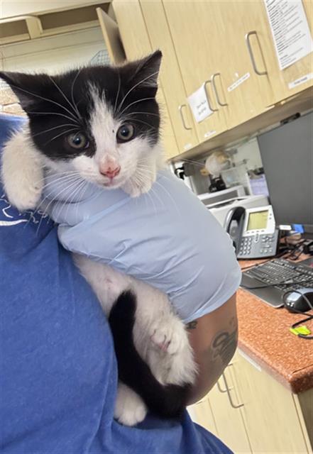 Shelter Stray Male Cat last seen , 600 Aviation Dr, Camarillo, CA 93010, USA