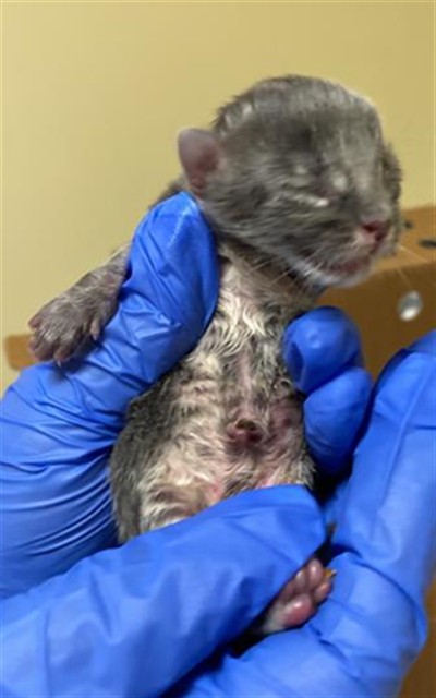 Shelter Stray Male Cat last seen K ST & 11TH ST, 2127 Front St, Sacramento, CA 95818, USA
