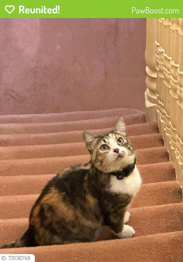 Reunited Unknown Cat last seen In our garden Tresco Road in Nunhead, Greater London, England 