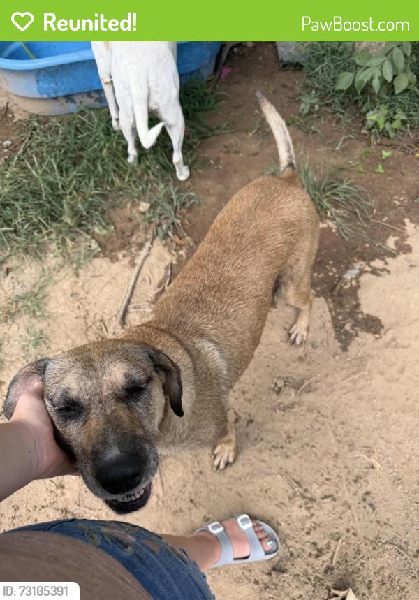 Reunited Female Dog last seen Pruitt, Grandview, Gibbs, Phosphate, Dobbins, Gallatin, TN 37066