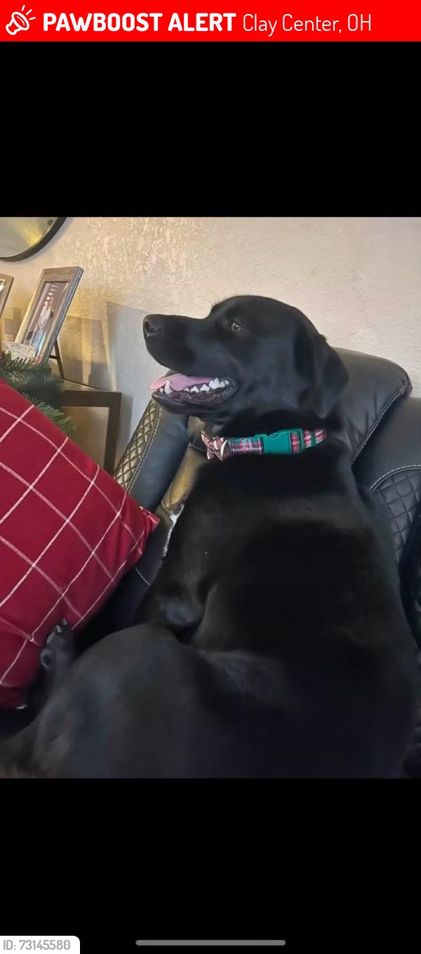 Lost Male Dog last seen Genoa High School, Clay Center, OH 43430