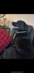 Lost Male Dog last seen Genoa High School, Clay Center, OH 43430