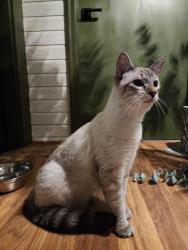 Reunited Unknown Cat last seen 115th and Ingalls, Westminster, CO 80020