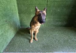 Shelter Stray Female Dog last seen , 5210 W Ave I, Lancaster, CA 93536, USA