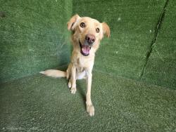 Shelter Stray Female Dog last seen , 5210 W Ave I, Lancaster, CA 93536, USA