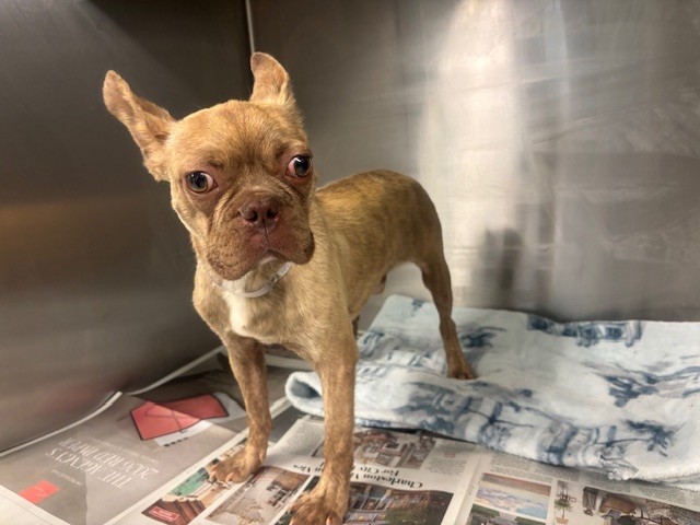Shelter Stray Male Dog last seen , 5210 W Ave I, Lancaster, CA 93536, USA