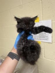Shelter Stray Female Cat last seen NORWOOD AVE & GRAND AVE, 2127 Front St, Sacramento, CA 95818, USA