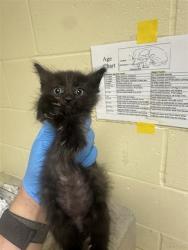 Shelter Stray Male Cat last seen NORWOOD AVE & GRAND AVE, 2127 Front St, Sacramento, CA 95818, USA