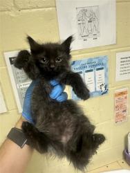 Shelter Stray Female Cat last seen NORWOOD AVE & GRAND AVE, 2127 Front St, Sacramento, CA 95818, USA